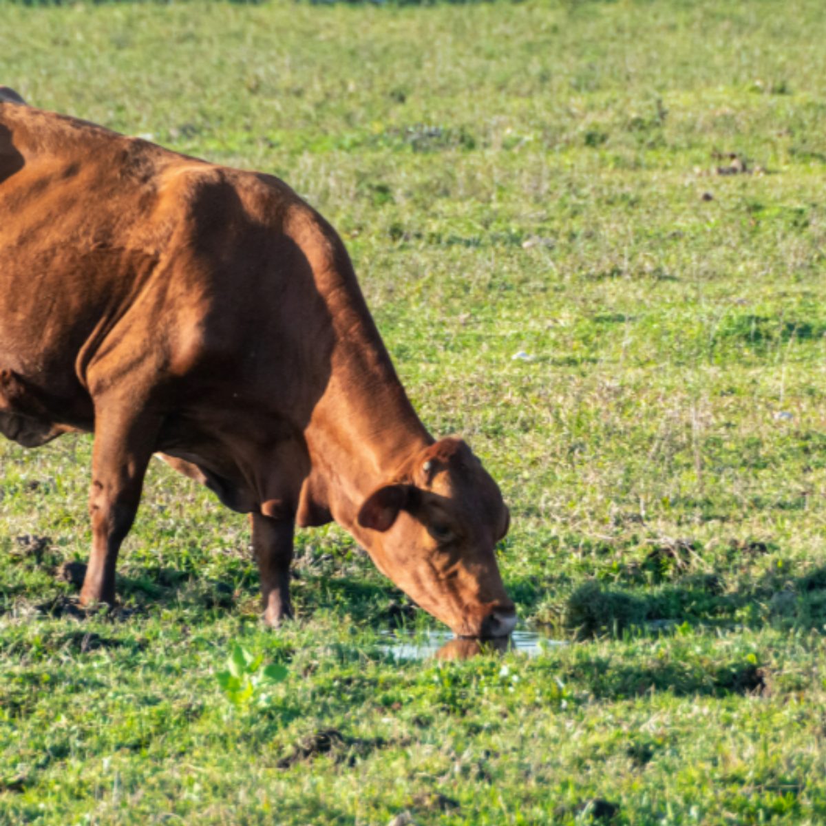 Q Fever Vaccination Clinics